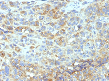 CD54 / ICAM-1 Antibody - With BSA and Azide