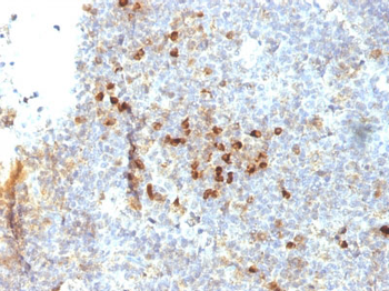 HLA-DRA (MHC II) Antibody - With BSA and Azide