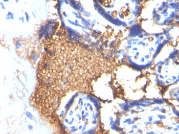 Glycophorin A / CD235a (Erythrocyte Marker) Antibody - With BSA and Azide