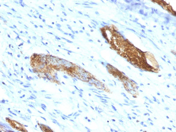 Blood Group Antigen A (CD173) Antibody - With BSA and Azide