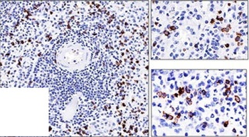 CD57 / B3GAT1 (Natural Killer Cell Marker) Antibody - With BSA and Azide