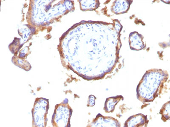 EGFR (Epidermal Growth Factor Receptor) Antibody - With BSA and Azide