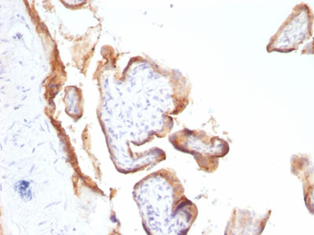 EGFR (Epidermal Growth Factor Receptor) Antibody - With BSA and Azide