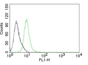 p27Kip1 (Mitotic Inhibitor/Suppressor Protein) Antibody - With BSA and Azide