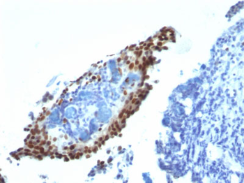 p21WAF1 (Tumor Suppressor Protein) Antibody - With BSA and Azide