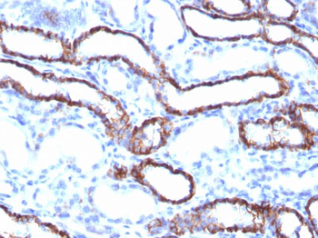 Ksp-Cadherin (Kidney-Specific Cadherin) / CDH16 Antibody - With BSA and Azide