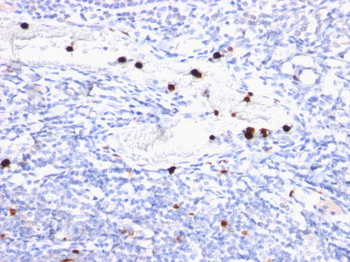 Myeloid Cell Marker (Macrophage / Granulocyte Marker) Antibody - With BSA and Azide