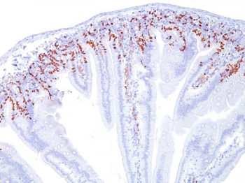 Bromodeoxyuridine (BrdU) Antibody - With BSA and Azide