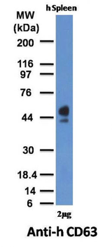 CD63 (Late Endosomes Marker) Antibody - With BSA and Azide