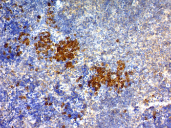 CD63 (Late Endosomes Marker) Antibody - With BSA and Azide