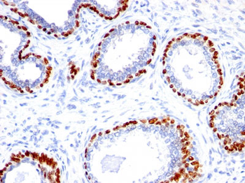 p40 (deltaNp63) (Squamous, Basal & Myoepithelial Cell Marker) Antibody - With BSA and Azide
