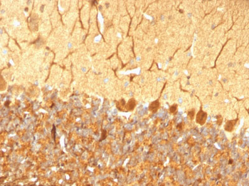 PGP9.5 / UchL1 (pan-Neuronal Marker) Antibody - With BSA and Azide