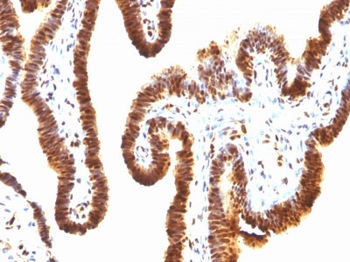 SUMO-1 Antibody - With BSA and Azide