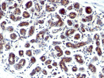 pS2 / pNR-2 / Trefoil Factor 1 (Estrogen-Regulated Protein) Antibody - With BSA and Azide