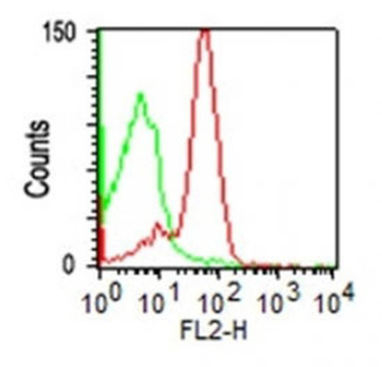 CD43 (T-Cell Marker) Antibody - With BSA and Azide