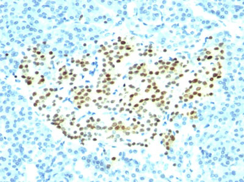 NKX2.2 (Neuroendocrine & Ewing Sarcoma Marker) Antibody - With BSA and Azide