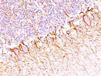 Neurofilament (NF-H) (Neuronal Marker) Antibody - With BSA and Azide
