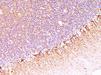Neurofilament (NF-H) (Neuronal Marker) Antibody - With BSA and Azide