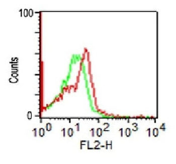 CD56 / NCAM1 (Neuronal Cell Marker) Antibody - With BSA and Azide