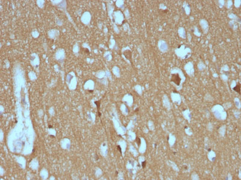CD56 / NCAM1 (Neuronal Cell Marker) Antibody - With BSA and Azide