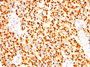 Myogenin (Skeletal Muscle Marker) Antibody - With BSA and Azide