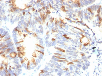 MUC2 (Mucin 2) Antibody - With BSA and Azide
