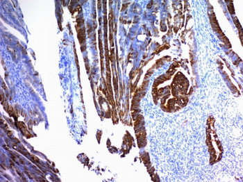 MUC2 (Mucin 2) Antibody - With BSA and Azide