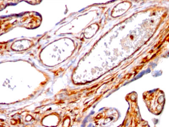Moesin Antibody - With BSA and Azide