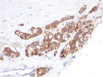 Cytokeratin 18 (KRT18) Antibody - With BSA and Azide