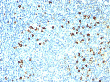 Kappa Light Chain (B-Cell Marker) Antibody - With BSA and Azide