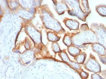 HCG-alpha (Pregnancy & Choriocarcinoma Marker) Antibody - With BSA and Azide