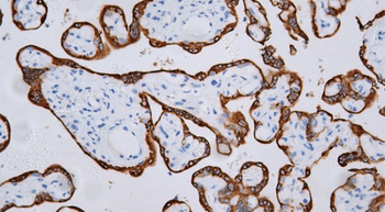 HPL Antibody