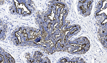 MFG1 Antibody