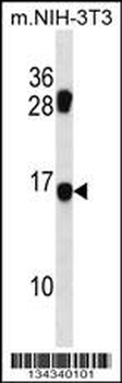 MDS1 Antibody (Center)