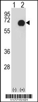 RET Antibody