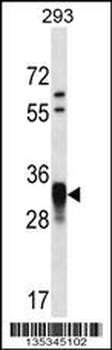 CCNO Antibody (N-term)