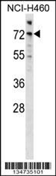 Mouse Araf Antibody (Center)