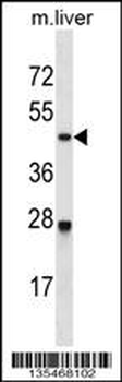 Mouse Cdk2 Antibody (C-term)