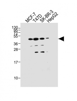GPR81 antibody