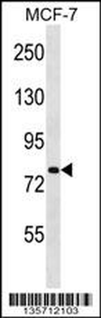 SLC24A3 Antibody (N-term)