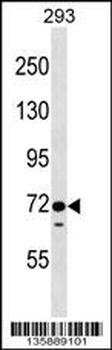 EPS8L1 Antibody (N-term)