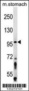 ZW10 Antibody (N-term)