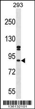 SUPT6H Antibody (N-term)