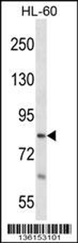 RTF1 Antibody (Center)
