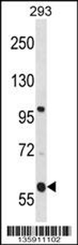 TMCO4 Antibody (N-term)