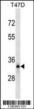 DNALI1 Antibody (C-term)
