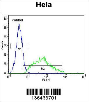 LEP Antibody (N-term)