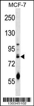ACRC Antibody (C-term)