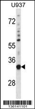 SNX15 Antibody (C-term)