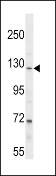 PARG Antibody (C-term)